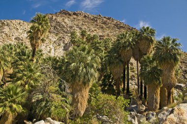 Joshua Tree Ulusal Parkı, Kaliforniya, ABD
