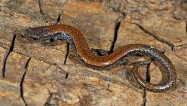 Kara karınlı semender (batrachoceps nigriventris). San gabriel dağlar, Kaliforniya, ABD