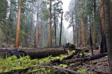 Sequoia national park clipart