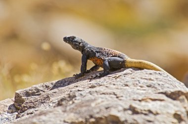 Bukalemun (iguanidae sauromalus)