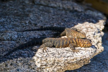 iki granit dikenli keler (sceloporus orcutti)