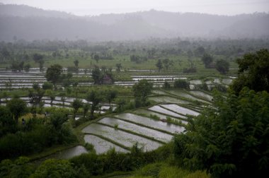 pirinç terasları. Bali, Endonezya