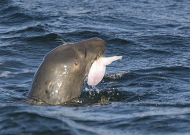 gri mühür (halichoerus grypus), donna nook, lincolnshire, İngiltere'de. bir balık ağzında mühür
