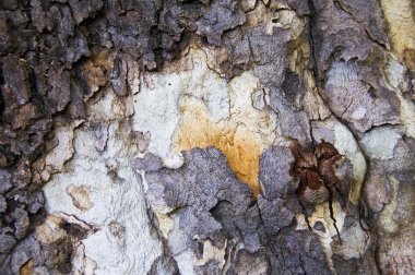 Batı çınar ağacı kabuğu