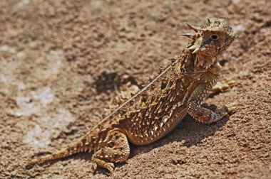 Texas boynuzlu kertenkele, (phrynosoma cornutum), Teksas, ABD