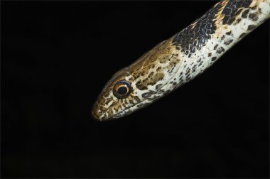 Kırmızı coachwhip