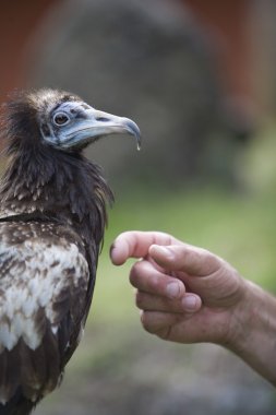 Mısır akbabası (neophron percnopterus) birinin elini, pokhara, nepal