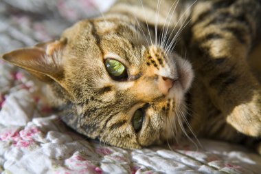 yalancılık aşağı kedi