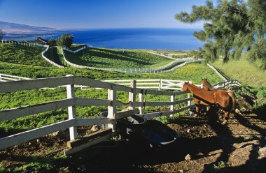 Horses Behind Wooden Fence, Hawaii, Usa clipart