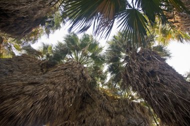 Native California Fan Palms clipart