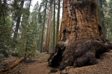 Sequoia national park clipart