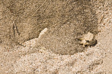 düz uçlu boynuzlu kertenkele (phrynosoma mccalli). kendisini kuma gömme