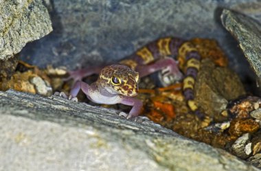texas şeritli gecko