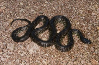 çöl kingsnake (lampropeltis getula splendida)
