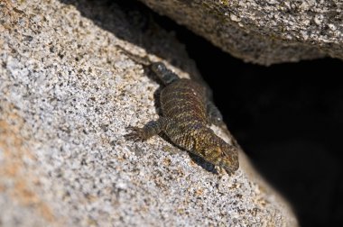 Granit dikenli kertenkele (sceloporus orcutti)