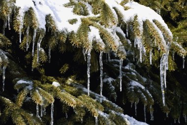 karlı yaprak dökmeyen ağaç dallarında