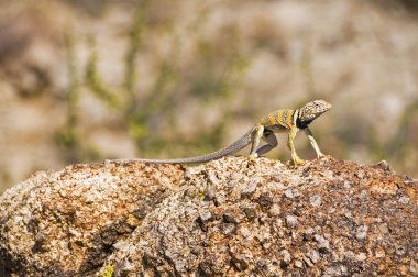 büyük havza yakalı kertenkele (crotaphytus bicinctores)