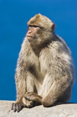 Cebelitarık Berberi şebeği (macaca sylvanus)