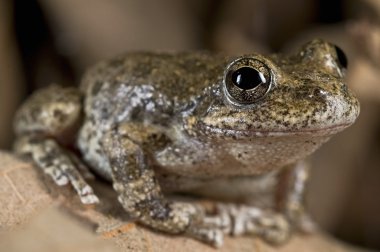 california ağaç kurbağası (pseudacris cadaverina), california, ABD. biraz yaprak üzerinde tünemiş kurbağa