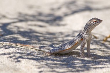Coachella valley fringe parmaklı kertenkele (uma inornata)