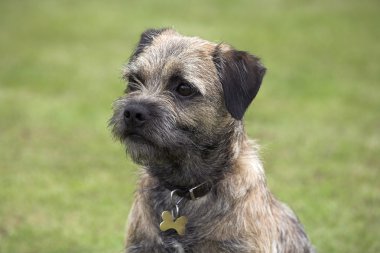 Border Terrier clipart