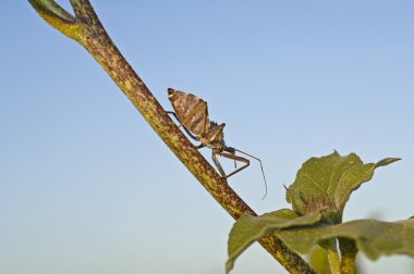 A Wheel Bug Crawling Across A Tree Limb clipart