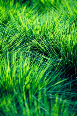 Closeup Of Grass clipart