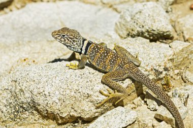 büyük havza yakalı kertenkele (crotaphytus bicinctores)