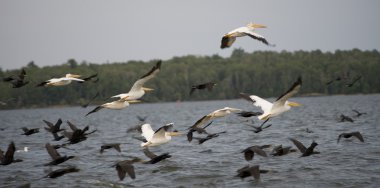 Lake of woods, ontario, Kanada. Göl üzerinde uçan kuşlar sürüsü