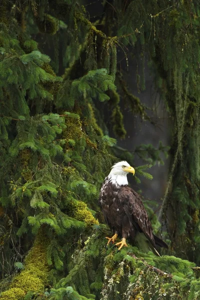 Eagle in het bos — Stockfoto