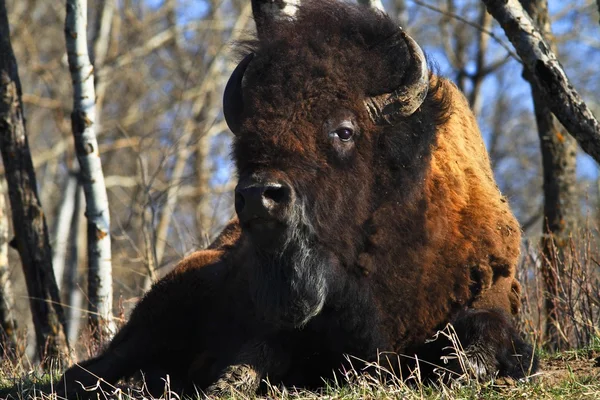 Buffalo odpočívá — Stock fotografie