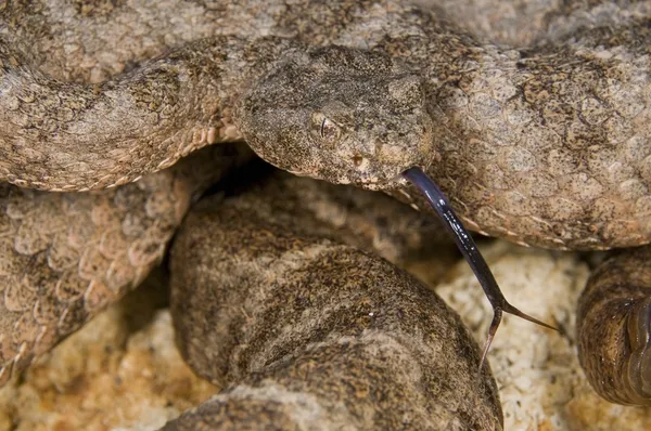 방어 호랑이 방울뱀 (crotalus 티그리스) — 스톡 사진