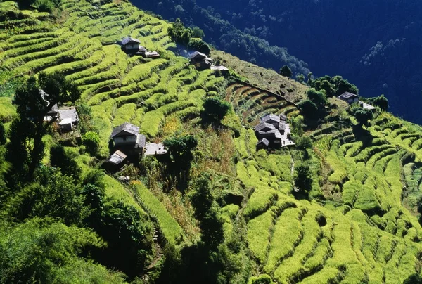 Campos con terrazas, Región de Annapurna, Nepal —  Fotos de Stock