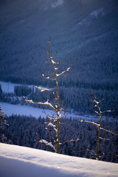 Träd vid sidan av ett berg, canmore, alberta, Kanada — Stockfoto