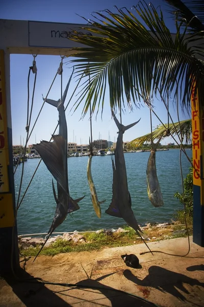 Swordfish, Mazatlán, México — Foto de Stock