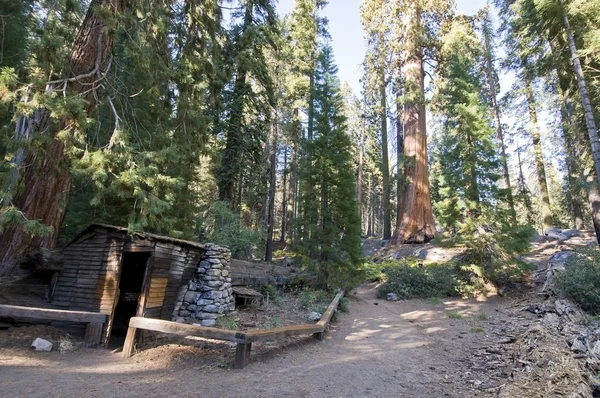 Tharp dziennika w sequoia national park — Zdjęcie stockowe