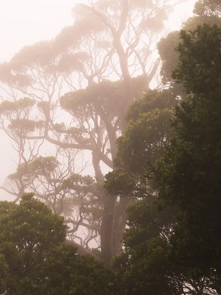 Waimea Kanyonu Eyalet Parkı, Kauai, Hawaii — Stok fotoğraf