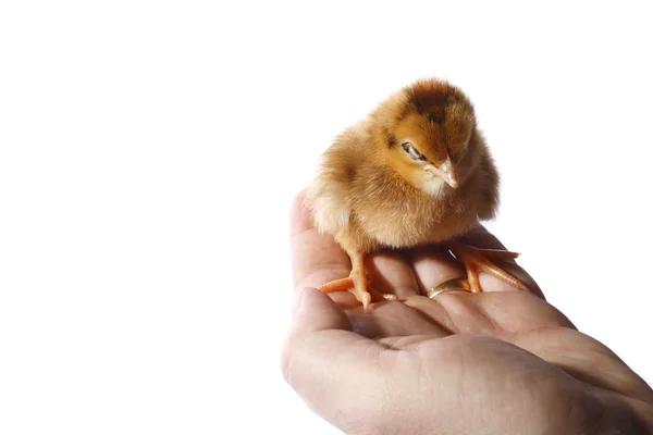 Baby Chick Being Held — Stock Photo, Image