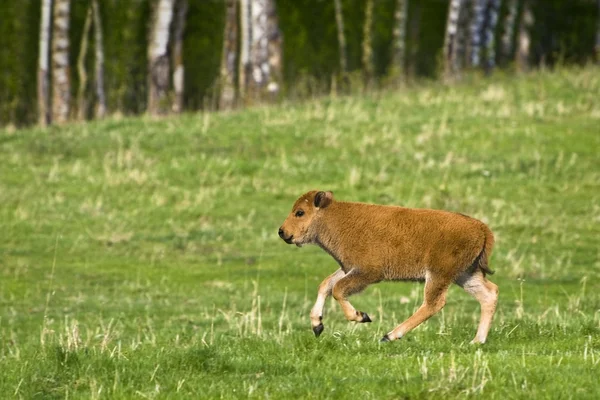 Bison becerro en el campo — Foto de Stock