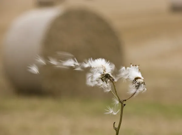 Reloj de diente de león soplado en el viento — Foto de Stock