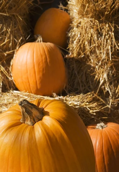 Pumpkins — Stock Photo, Image