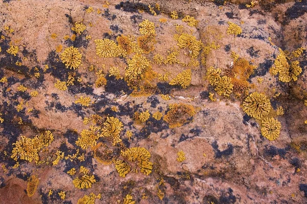 Lichen — Stock fotografie