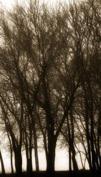 Silueta de árboles — Foto de Stock