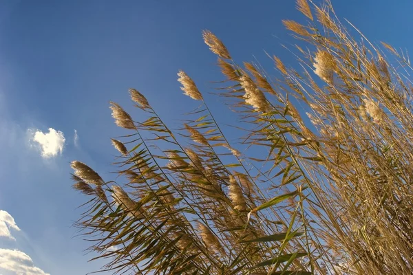 Wilde gras — Stockfoto