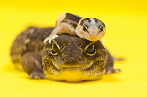 Μωρό το αφρικανικής λίπος-tailed gecko που βρίσκεται στην κορυφή της μητρικής — Φωτογραφία Αρχείου
