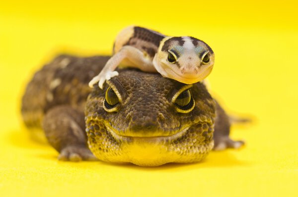 Baby African Fat-Tailed Gecko Lying On Top Of Its Parent