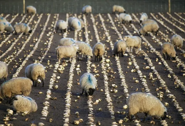 Moutons se nourrissant de navets — Photo