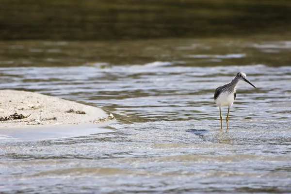 Μαρμάρινος Θεός (limosa fedoa) — Φωτογραφία Αρχείου