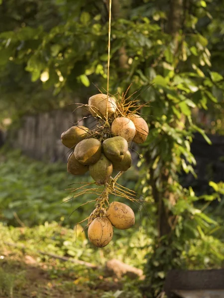 Kokosnötter, kerala, Indien — Stockfoto