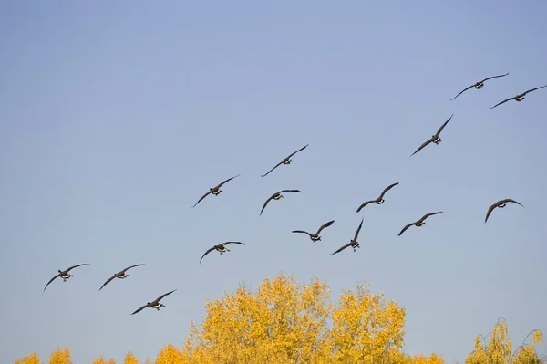 Grupp av gäss flyger — Stockfoto